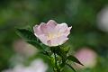 DSC_0039.JPG