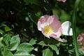 DSC_0041.JPG