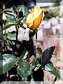 yellowrosecopy.jpg
